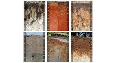 Soil Classification Image